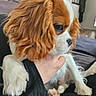 dog, puppy, cavalier_king_charles_spaniel, close_up, pet, animal, fur, white, brown, paw, hand, person, indoor, soft_focus, blurred_background, cute, companion, young, calm, domestic_animal