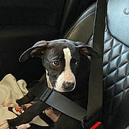 Odin is registered to the contest to win money with this photo: puppy, dog, car_seat, seatbelt, blanket, water_bottle, black_and_white, pet, animal, indoor, cute, young_dog, leather_seat, window, car_interior, sitting, looking, safe, travel, resting