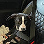 puppy, dog, car_seat, seatbelt, blanket, water_bottle, black_and_white, pet, animal, indoor, cute, young_dog, leather_seat, window, car_interior, sitting, looking, safe, travel, resting