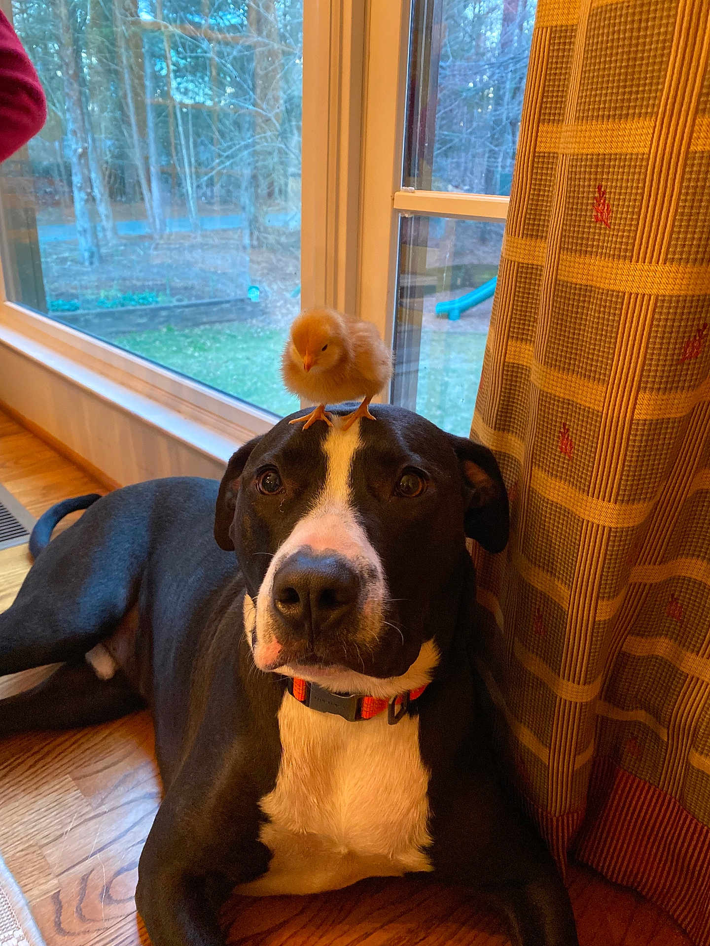 Odin joined the competition — help win amazing prizes! dog, chick, animal, indoor, window, curtain, wooden_floor, pet, black_and_white, cute, small_bird, companion, resting, collar, domestic, curious, calm, light, nature_view, cozy