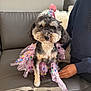 dog, tutu, party_hat, couch, person, hand, indoor, fur, pet, celebration, colorful, polka_dot, sitting, cute, small_dog, costume, soft_lighting, gray_couch, casual_clothing, domestic