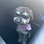 dog, pet, bandana, curly_fur, car_interior, seat, window, paw_prints, cute, looking_up, fluffy, animal, domestic_animal, companion, indoor, soft_light, close_up, adorable, sitting, black_and_white_fur