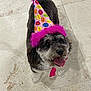 dog, party_hat, tongue_out, celebration, pet, indoor, floor, tile_floor, cute, small_dog, black_and_white, fluffy, happy, looking_up, pink, birthday, festive, animal, fur, companion