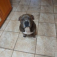 Nugget is registered to the contest to win money with this photo: dog, pitbull, pet, animal, indoor, tile_floor, brown, white, canine, looking_up, sitting, kitchen, floor, ears, eyes, nose, domestic_animal, companion, cute, waiting