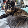 Delilah joined the competition — help win amazing prizes! cat, tortoiseshell, fluffy_tail, indoor, blanket, furniture, fireplace, water_bottle, home_decor, relaxed, resting, pet, animal, fur, whiskers, ears, eyes, living_room, cozy, comfort