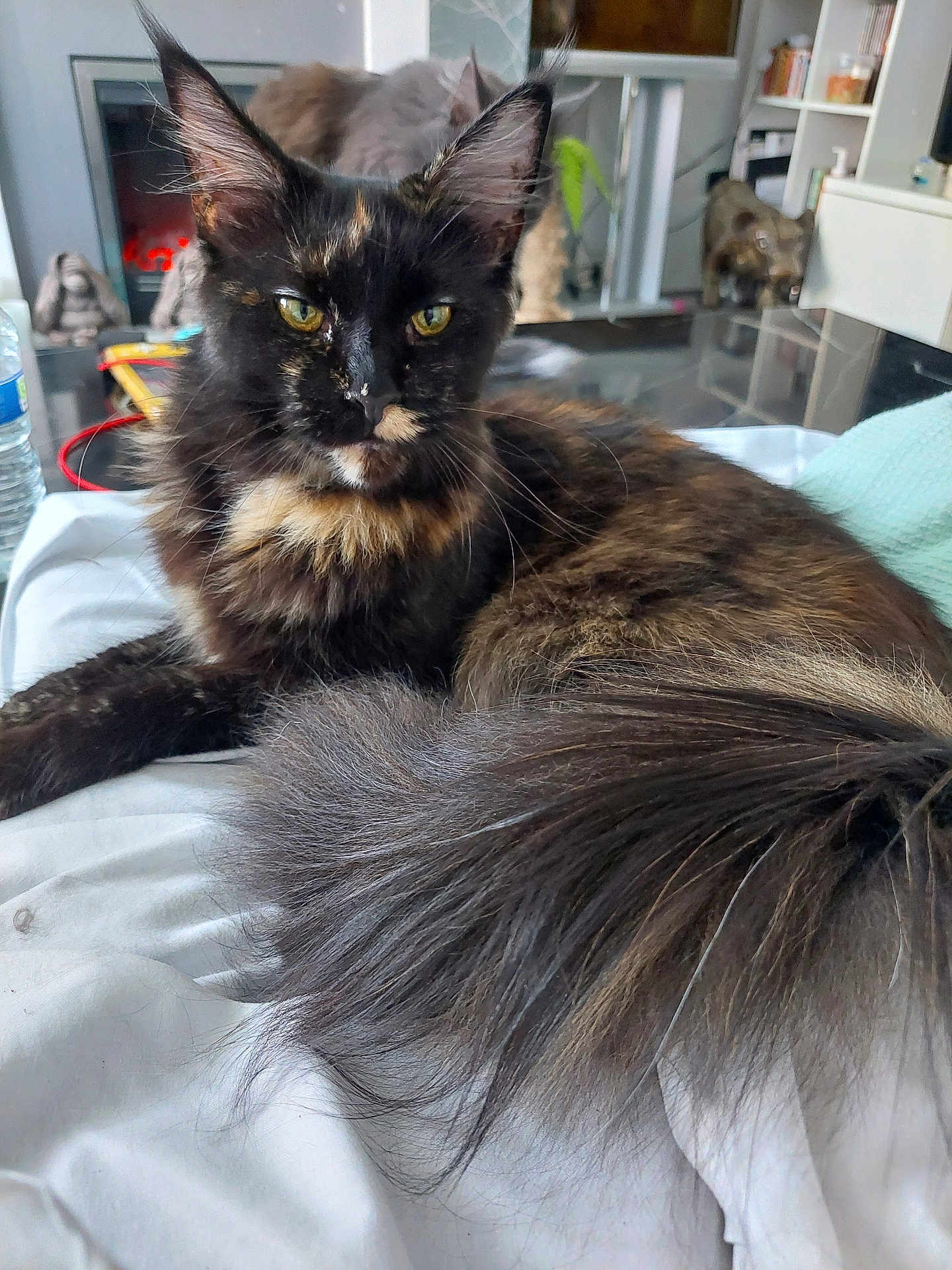 Delilah joined the competition — help win amazing prizes! cat, tortoiseshell, fluffy_tail, indoor, blanket, furniture, fireplace, water_bottle, home_decor, relaxed, resting, pet, animal, fur, whiskers, ears, eyes, living_room, cozy, comfort
