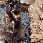 Delilah joined the competition — help win amazing prizes! cat, tortoiseshell_cat, feline, pet, animal, outdoor, mat, statue, stone, plant, greenery, curious, sitting, yellow_eyes, fur, portrait, closeup, texture, nature, wooden_floor
