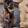 cat, tortoiseshell_cat, feline, pet, animal, outdoor, mat, statue, stone, plant, greenery, curious, sitting, yellow_eyes, fur, portrait, closeup, texture, nature, wooden_floor