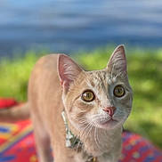 Pookie is registered to the contest to win money with this photo: animal, cat, closeup, collar, colorful_blanket, curious, cute, daylight, ears, feline, focus, grass, nature, orange_cat, outdoor, pet, portrait, tabby, water, whiskers