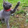 Vanille participe au concours pour gagner de l'argent avec cette photo : kitten, gray_cat, red_collar, paw, grass, outdoor, greenery, plants, playful, young_cat, nature, closeup, pet, animal, curious, moss, leaves, ground, small_plant, feline