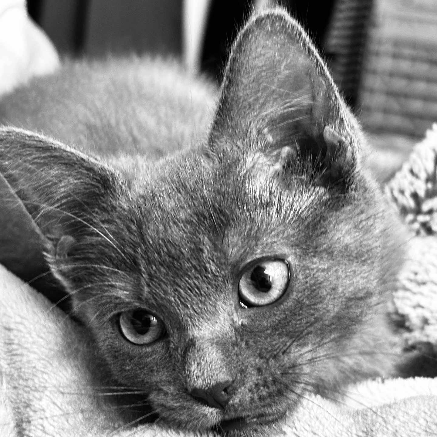 Vanille participe au concours pour gagner de l'argent avec cette photo : animal, black_and_white, blanket, calm, cat, close_up, cute, ears, eyes, face, feline, fur, indoors, pet, portrait, relaxed, resting, soft, texture, whiskers