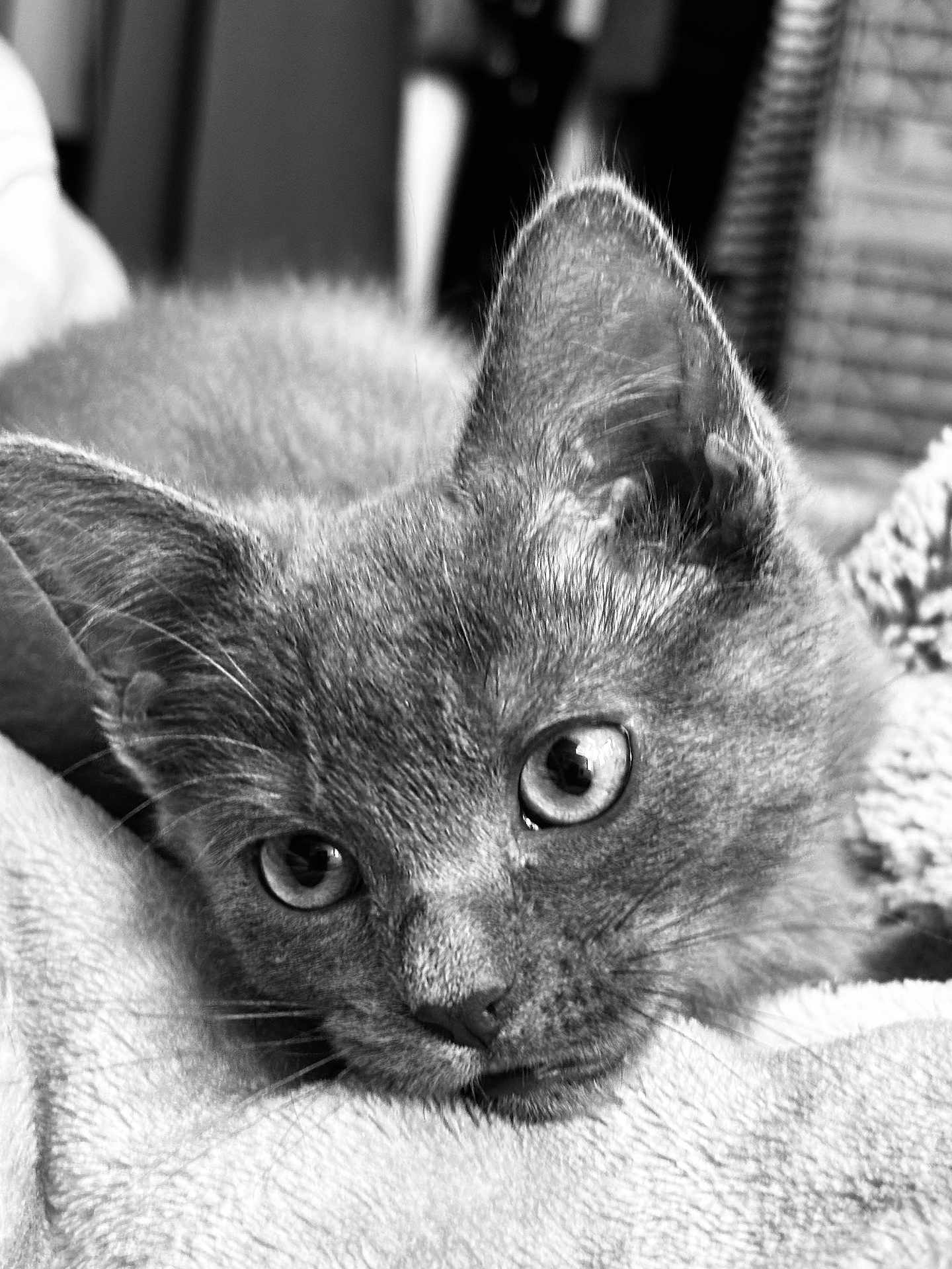 Vanille participe au concours pour gagner de l'argent avec cette photo : cat, close_up, black_and_white, resting, blanket, fur, animal, pet, cute, whiskers, ears, eyes, indoors, soft, texture, portrait, calm, relaxed, face, feline