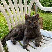 Olympe a rejoint le concours — aidez-le/la à gagner de superbes lots ! cat, gray_cat, animal, pet, chair, plastic_chair, outdoor, garden, grass, greenery, feline, relaxed, resting, ears, whiskers, paws, eyes, nature, daylight, portrait