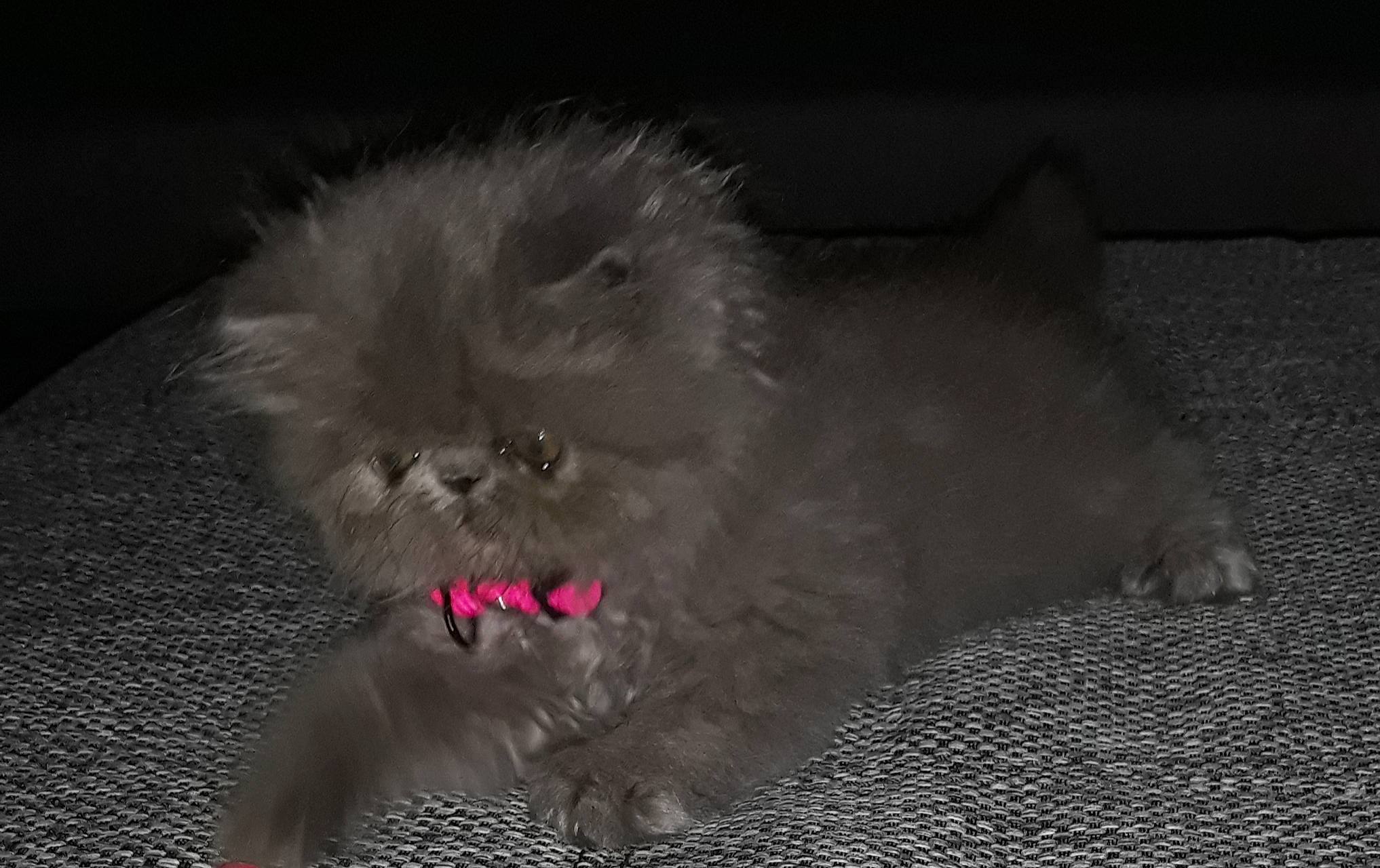 Puple a rejoint le concours — aidez-le/la à gagner de superbes lots ! asian_semi_longhair, british_longhair, british_semi_longhair, british_shorthair, carnivore, cat, domestic_long_haired_cat, fawn, felidae, fur, himalayan, kitten, mammal, napoleon_cat, persian, ragamuffin, small_to_medium_sized_cats, snout, vertebrate, whiskers