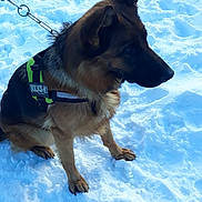 Maya a rejoint le concours — aidez-le/la à gagner de superbes lots ! dog, dog_breed, dog_breed_group, dog_like_mammal, east_european_shepherd, german_shepherd_dog, ice, king_shepherd, kunming_wolfdog, snout, snow, winter