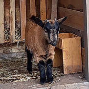 Heidi participe au concours pour gagner de l'argent avec cette photo : cow_goat_family, fauna, goat, goats, livestock, snout, zoo