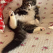 Arthur a rejoint le concours — aidez-le/la à gagner de superbes lots ! cat, fluffy, pet, animal, indoor, quilt, floral_pattern, paw, tail, relaxed, cute, curious, feline, lying_down, fur, white, gray, pink_paw_pads, bedspread, cozy