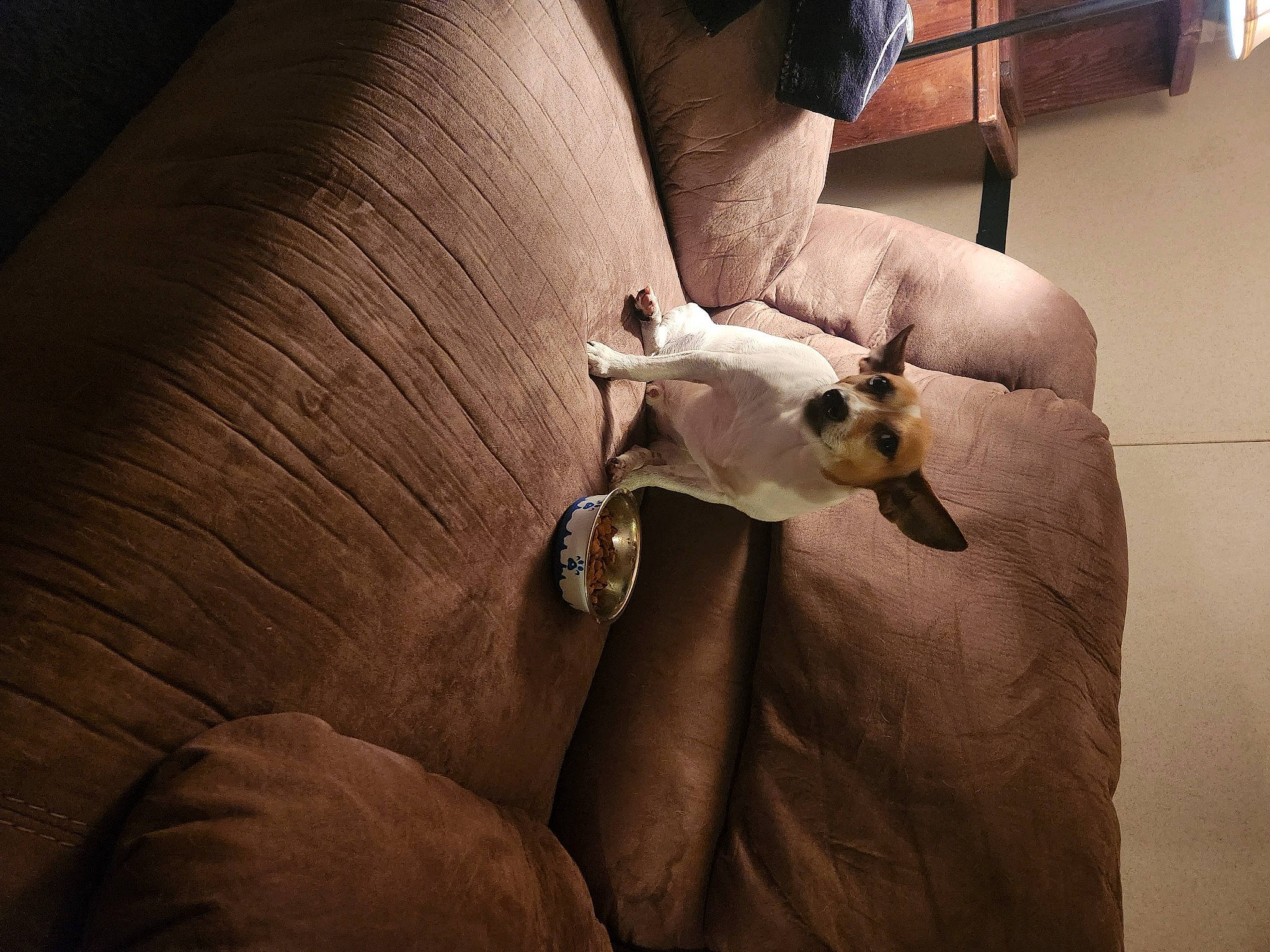 Petey joined the competition — help win amazing prizes! carnivore, comfort, companion_dog, couch, dog, dog_breed, eyewear, fawn, felidae, flooring, hardwood, human_leg, knee, linens, sporting_group, tints_and_shades, toy_dog, whiskers, wood, working_animal