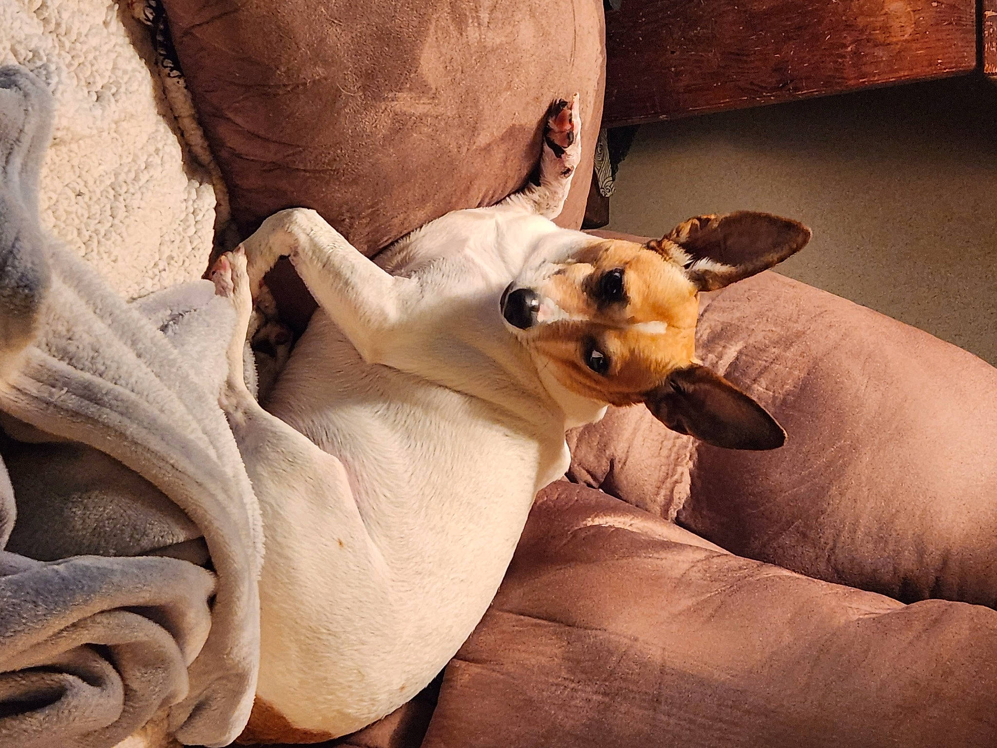 Petey joined the competition — help win amazing prizes! bedding, canidae, carnivore, comfort, companion_dog, dog, dog_breed, dog_supply, ear, fawn, fur, linens, non_sporting_group, paw, snout, sporting_group, toy_dog, whiskers, working_animal