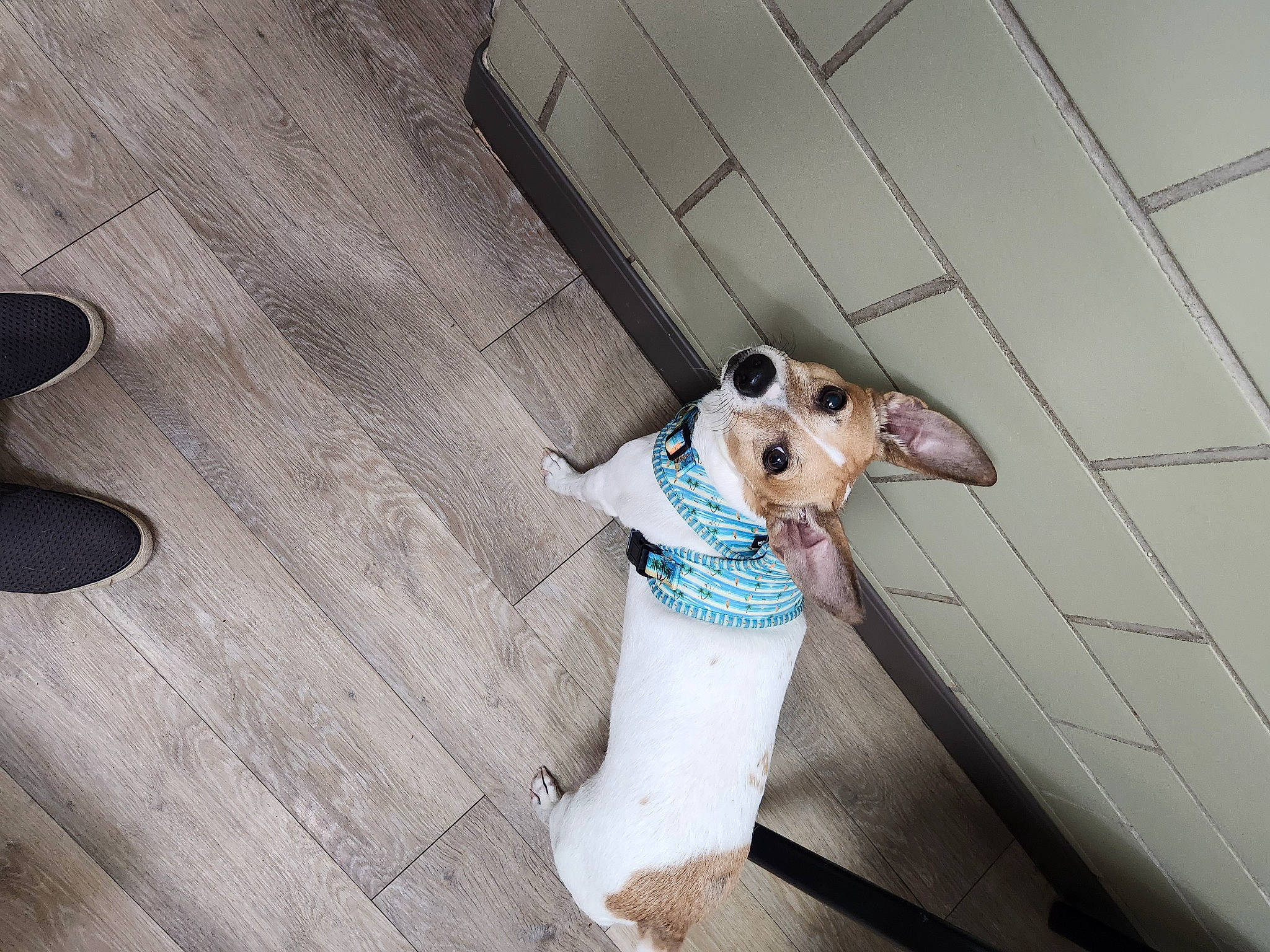 Petey joined the competition — help win amazing prizes! carnivore, collar, companion_dog, dog, dog_breed, eyewear, fawn, flooring, hardwood, metal, pattern, pet_supply, plywood, snout, stuffed_toy, sunglasses, tail, varnish, wood, working_animal