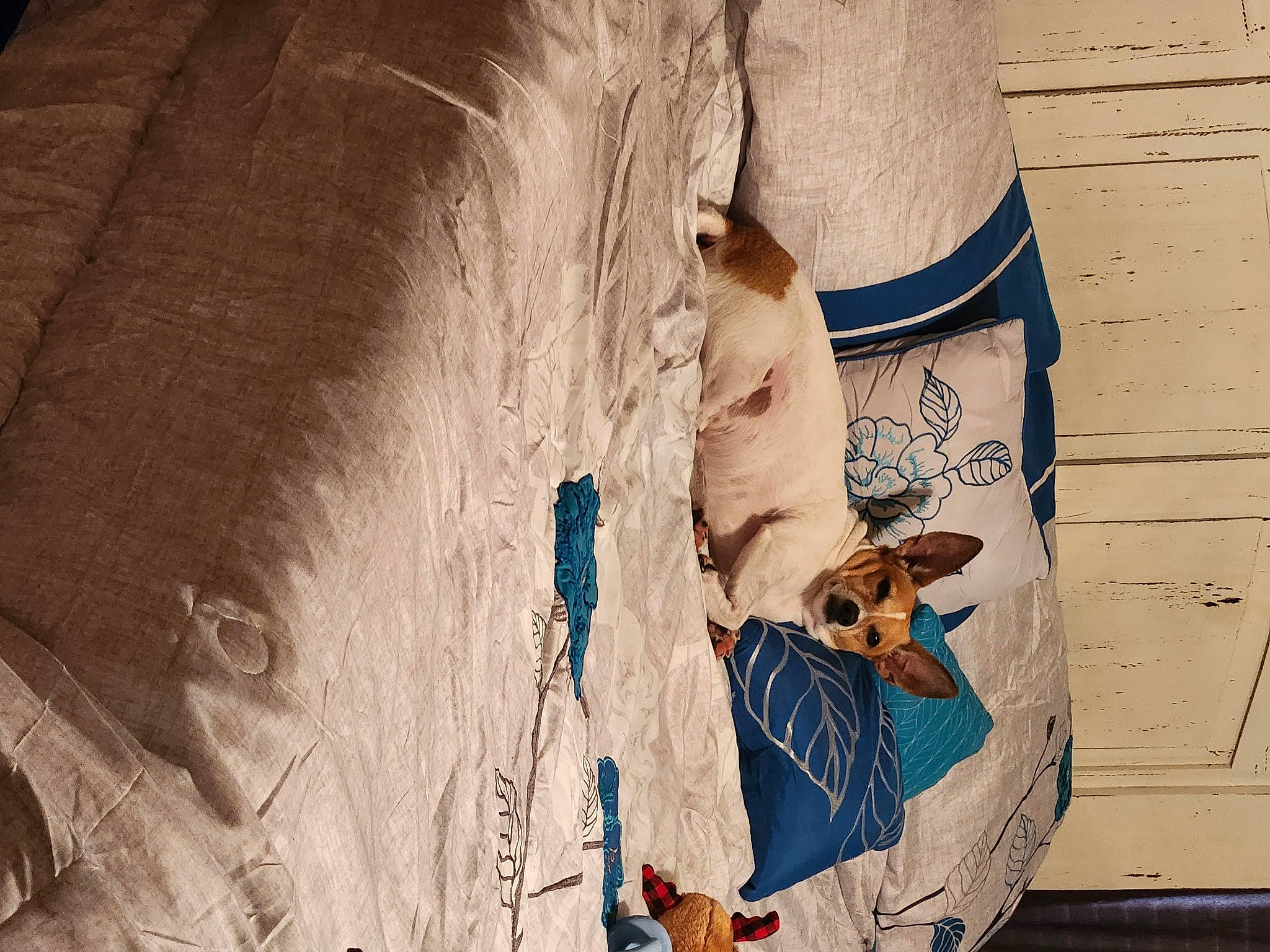 Petey joined the competition — help win amazing prizes! adventure, art, bouldering, climbing, concrete, extreme_sport, fun, human_leg, landscape, leisure, recreation, rock, sand, shadow, sport_climbing, tints_and_shades, tree, trunk, visual_arts, wood