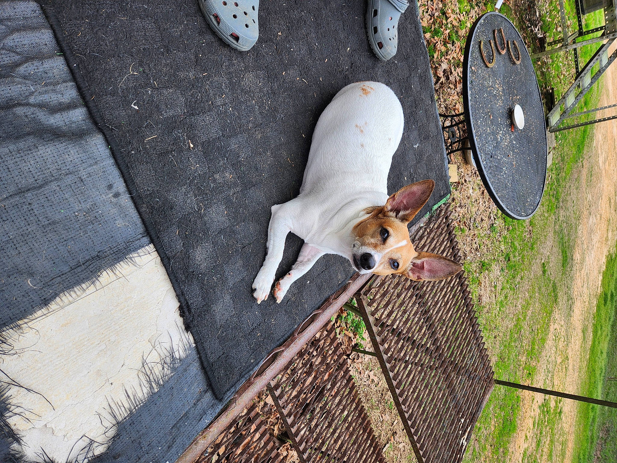 Petey is registered to the contest to win money with this photo: carnivore, companion_dog, dog, dog_breed, dog_supply, fawn, fence, flooring, grass, mesh, pattern, pet_supply, plant, road_surface, sporting_group, tail, toy_dog, tree, wood, working_animal
