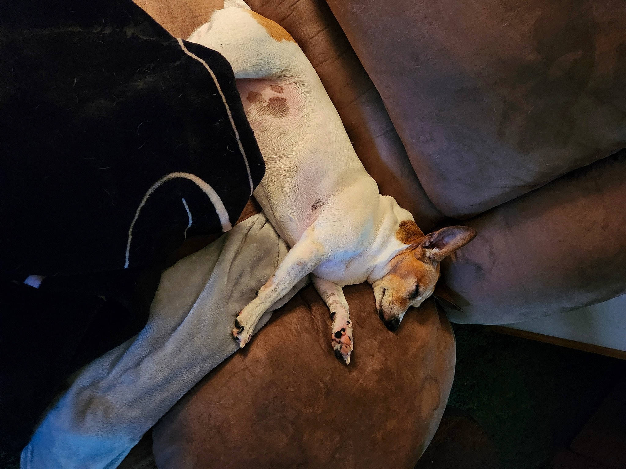 Petey joined the competition — help win amazing prizes! armrest, auto_part, bag, bone, canidae, comfort, companion_dog, couch, dog_breed, fawn, fur, human_leg, knee, linens, sporting_group, thigh, vehicle_door, wood, working_animal, wrist