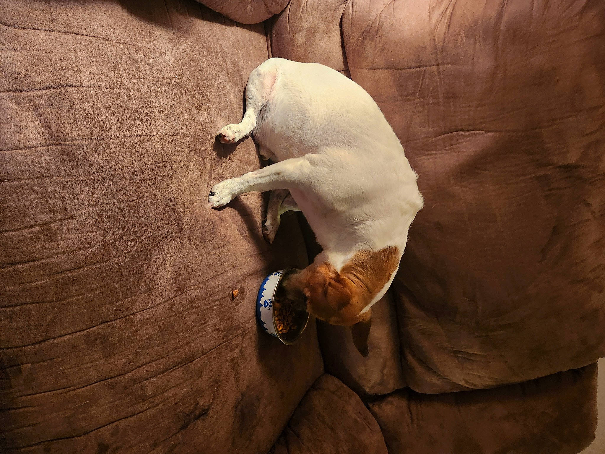 Petey joined the competition — help win amazing prizes! adventure, brown, comfort, fawn, flooring, formation, hardwood, landscape, linens, recreation, rock, sitting, snout, soil, tints_and_shades, wildlife, wood, wood_flooring