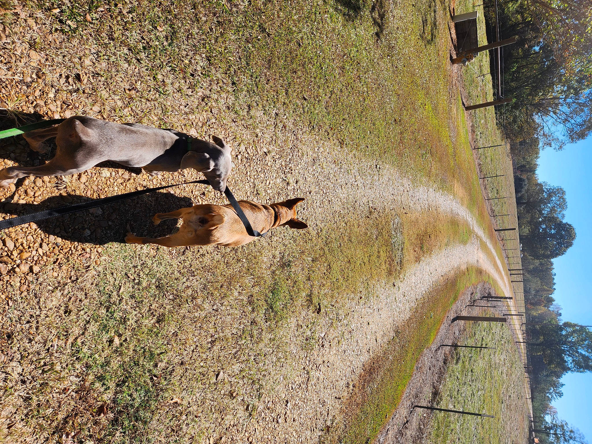 Bella joined the competition — help win amazing prizes! art, building, grass, house, landscape, plant, rock, shadow, sky, slope, soil, street_light, sunlight, tints_and_shades, tree, trunk, twig, vegetation, wildlife, wood