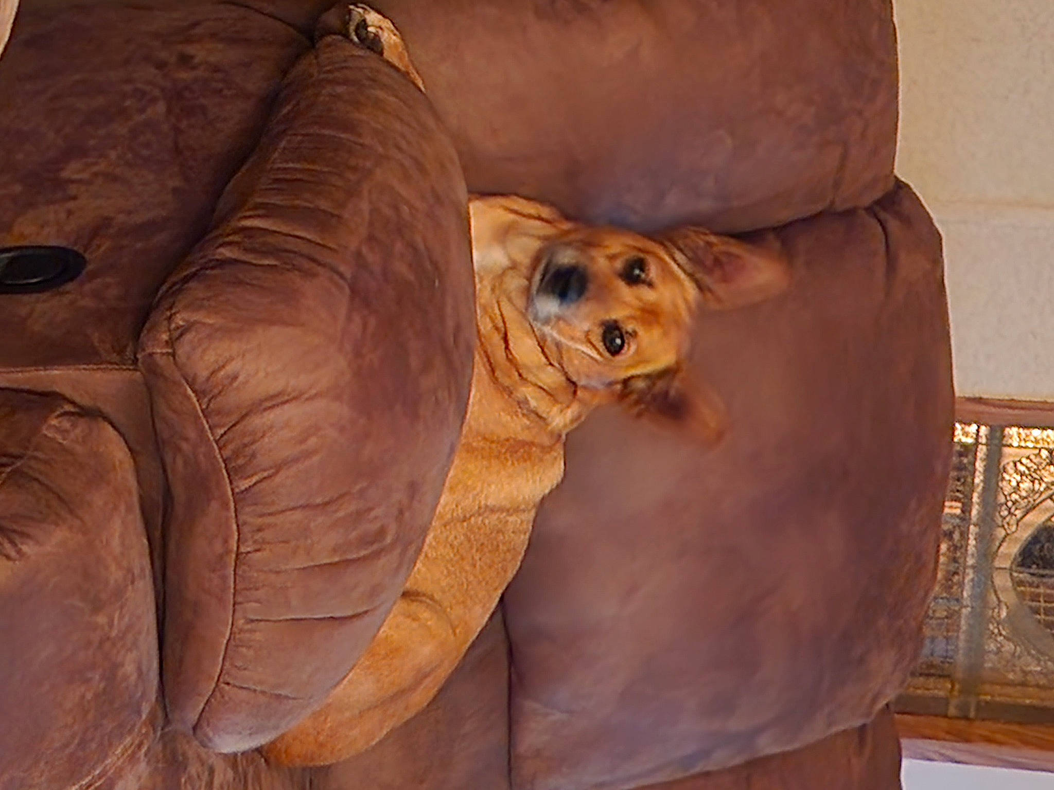 Bella is registered to the contest to win money with this photo: art, big_cats, carnivore, carving, comfort, fawn, felidae, flooring, fur, hardwood, lion, liver, snout, terrestrial_animal, tree, wildlife, wood, wood_stain, working_animal, wrinkle