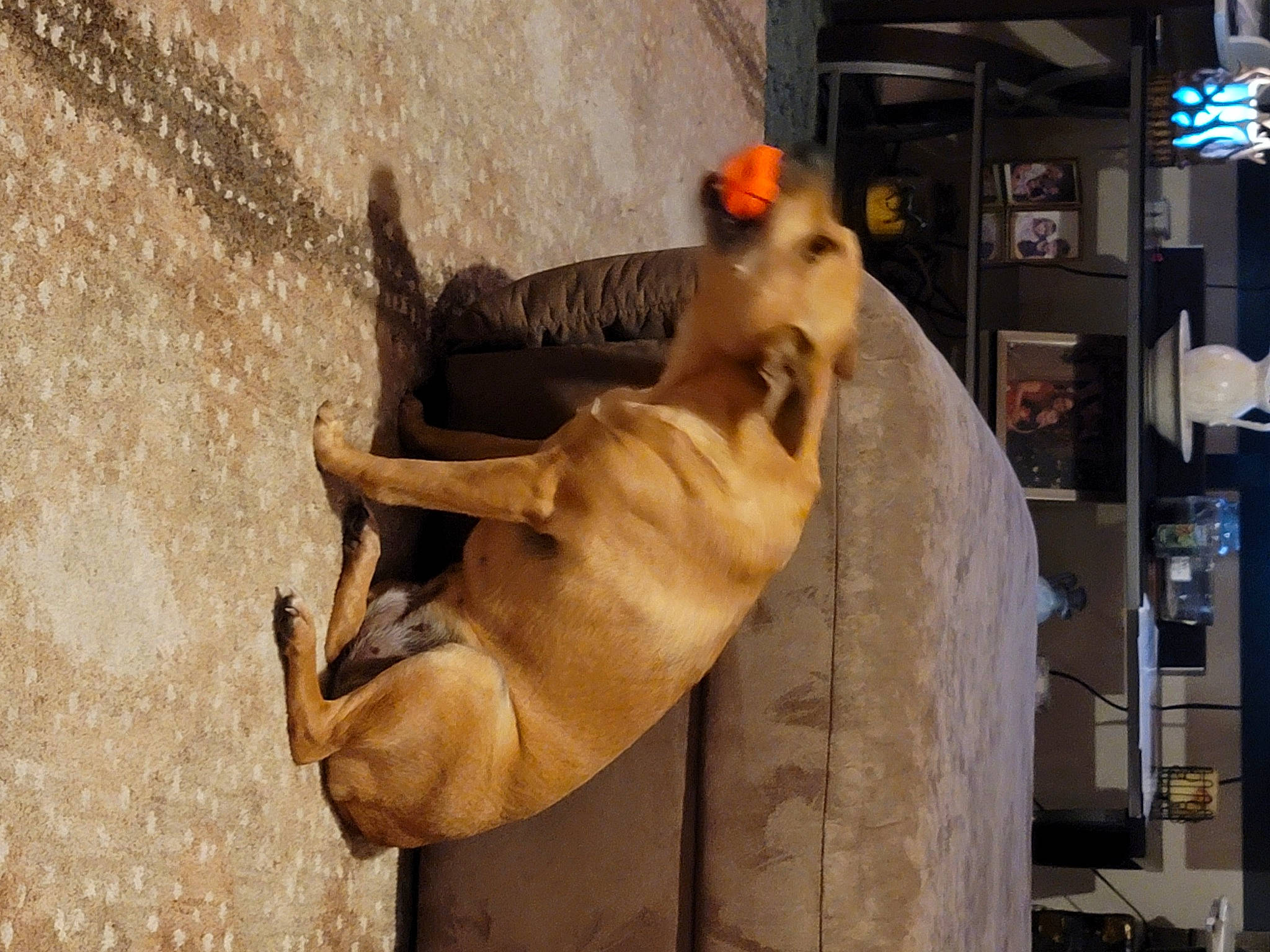 Bella is registered to the contest to win money with this photo: art, barechested, bovine, canidae, dog, dog_breed, facade, fawn, fur, jaw, pack_animal, snout, sporting_group, terrestrial_animal, wildlife, working_animal