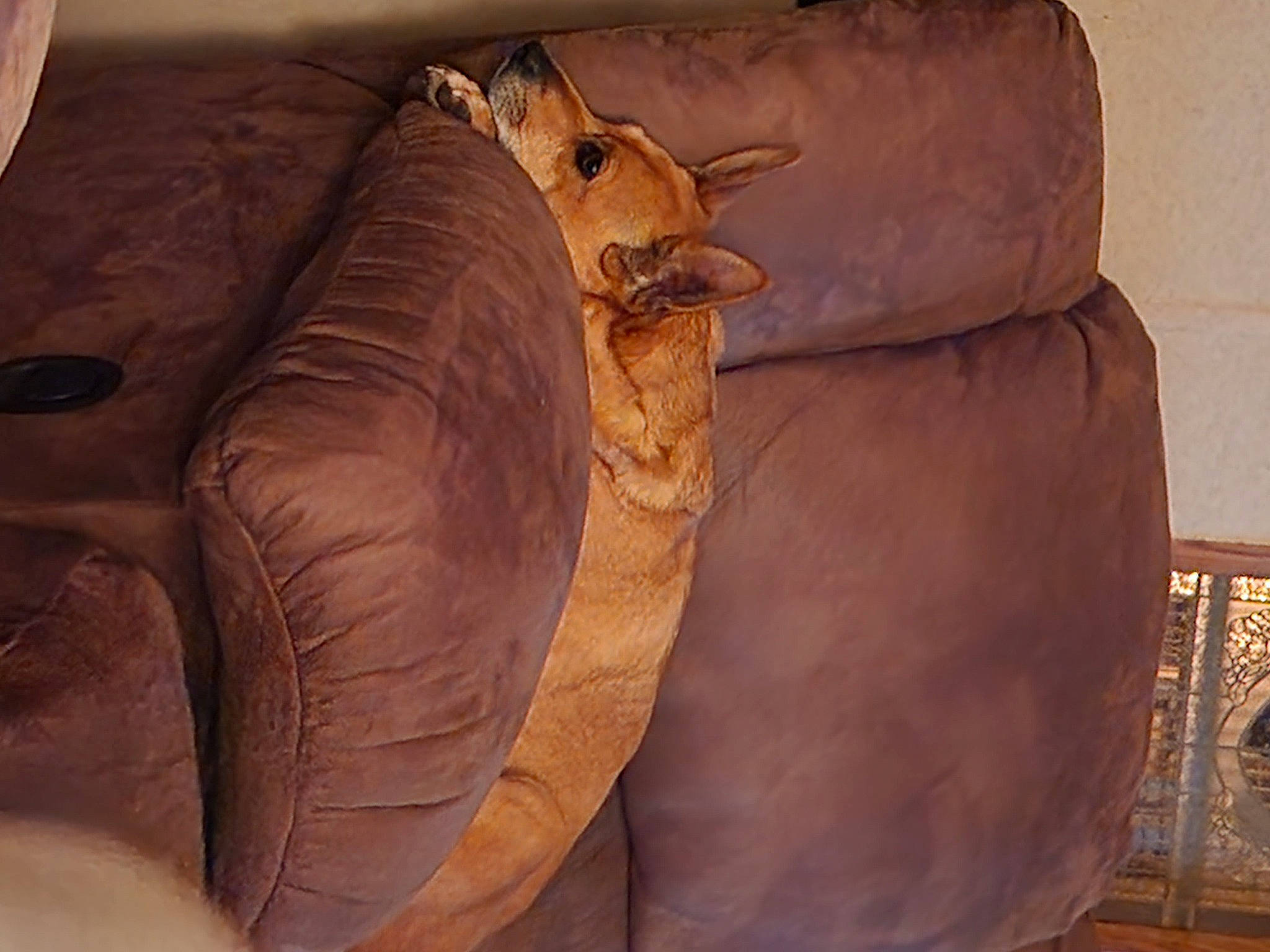 Bella is registered to the contest to win money with this photo: armrest, brown, car_seat, car_seat_cover, club_chair, comfort, couch, flooring, hardwood, leather, linens, liver, peach, room, tints_and_shades, wood