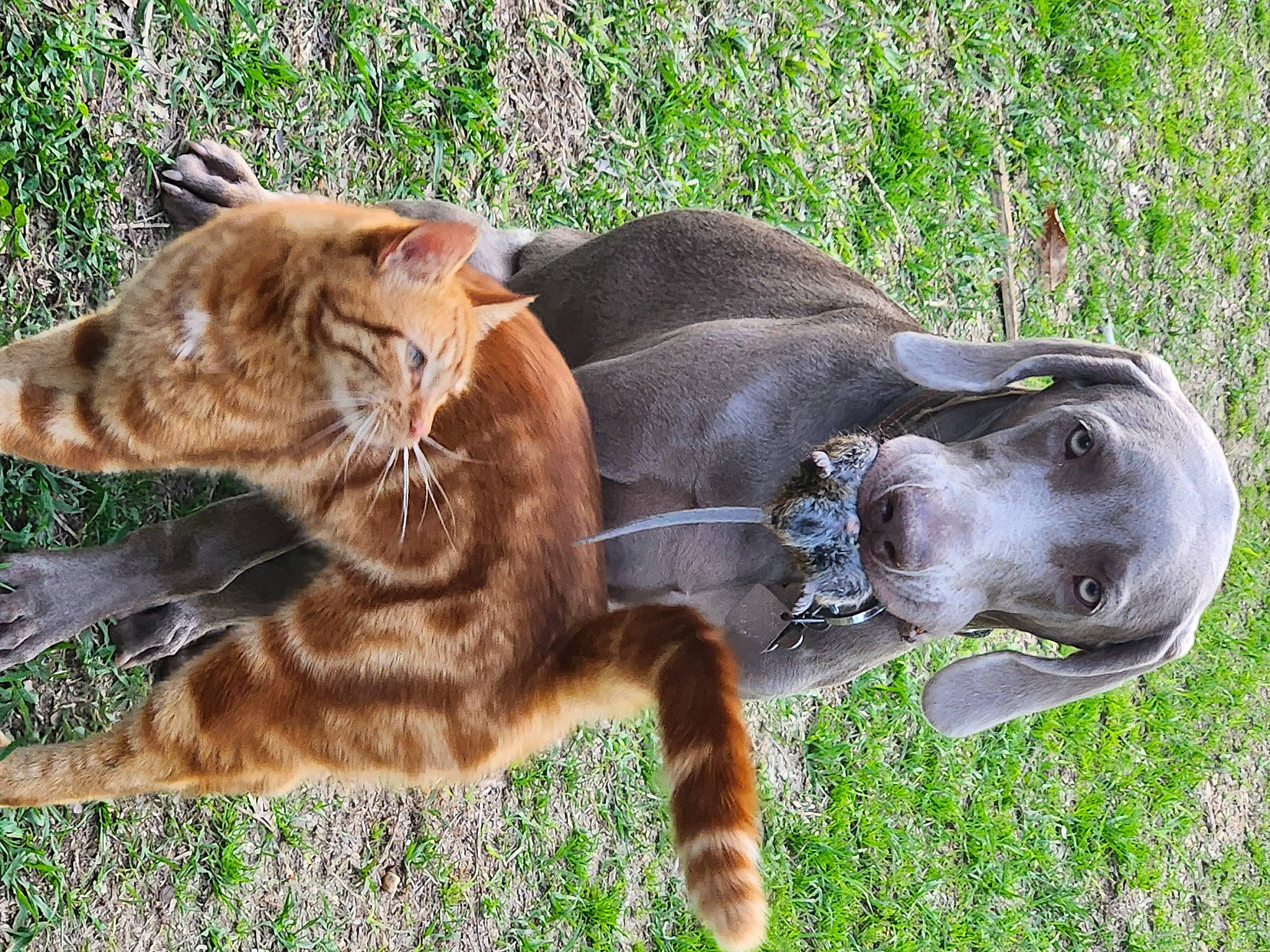 Ezra joined the competition — help win amazing prizes! big_cats, carnivore, dog_breed, fawn, felidae, fur, grass, grassland, liver, plant, recreation, small_to_medium_sized_cats, snout, sporting_group, tail, terrestrial_animal, tiger, whiskers, wildlife, working_animal