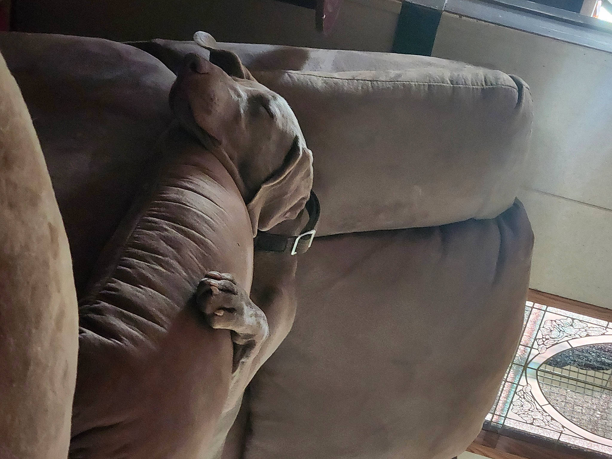 Ezra is registered to the contest to win money with this photo: art, automotive_design, car_seat, comfort, couch, flooring, human_leg, leather, linens, luxury_vehicle, metal, room, sculpture, studio_couch, terrestrial_animal, window, wood