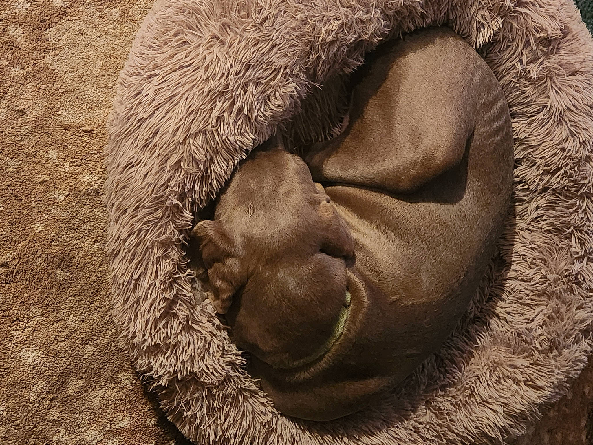 Ezra joined the competition — help win amazing prizes! comfort, dog_breed, facial_hair, fur, grass, liver, natural_material, paw, primate, snout, sporting_group, terrestrial_animal, wildlife, wood, working_animal, wrinkle