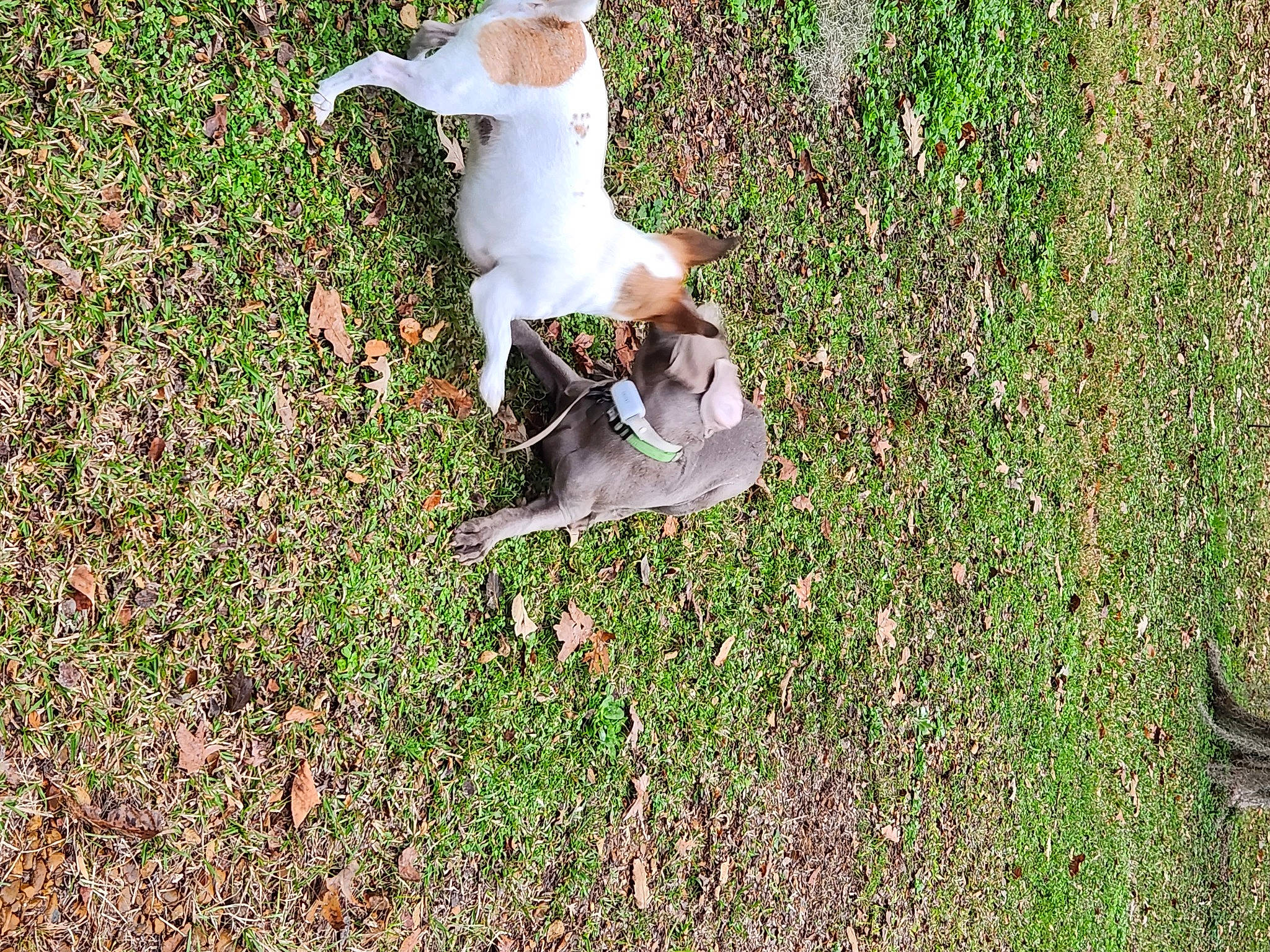 Ezra is registered to the contest to win money with this photo: canidae, carnivore, companion_dog, dog, dog_breed, fawn, field, flower, flowering_plant, grass, grassland, groundcover, herbaceous_plant, pasture, people_in_nature, plant, prairie, shrub, sporting_group, tail