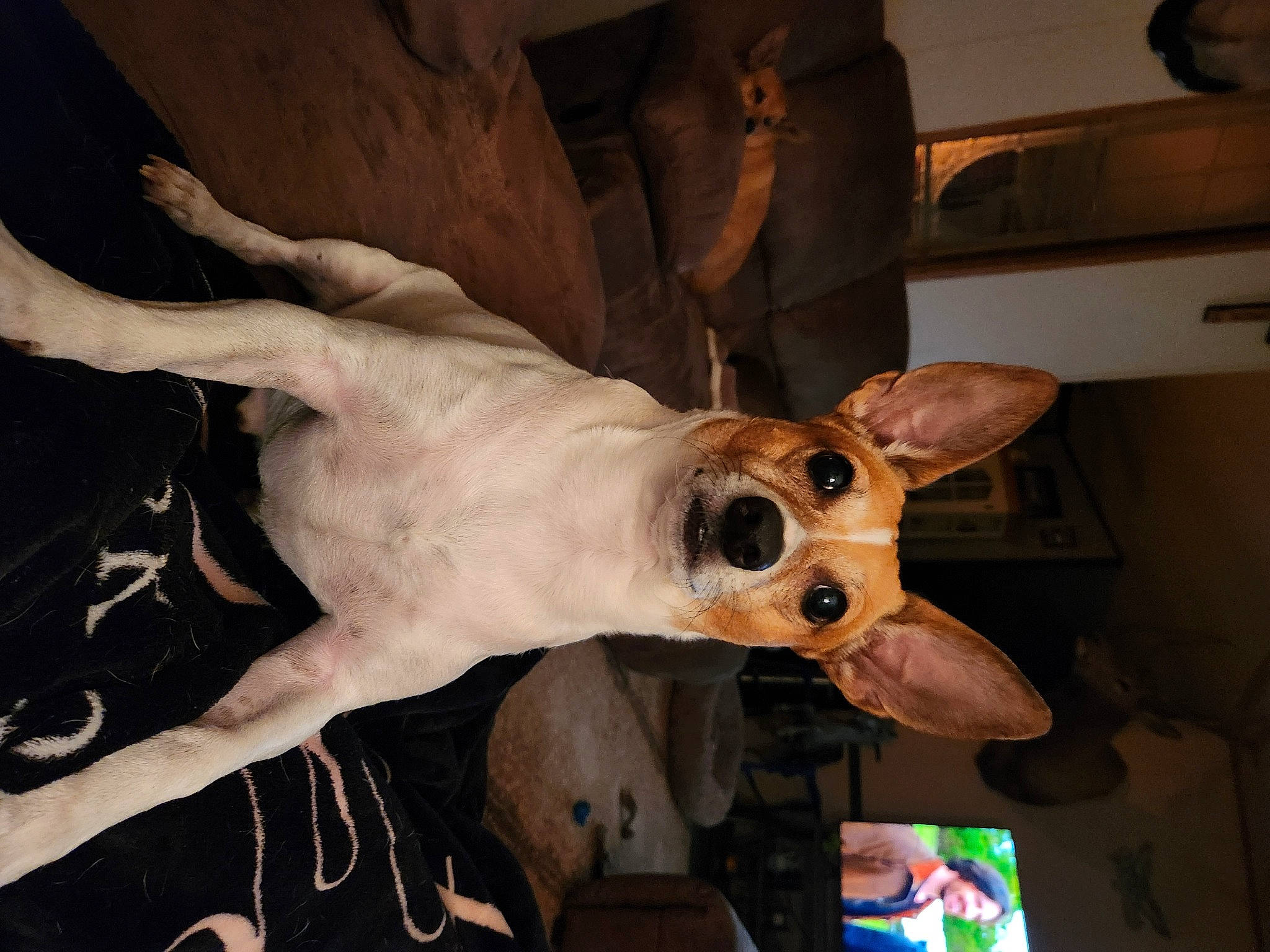 Petey joined the competition — help win amazing prizes! canidae, carnivore, collar, comfort, companion_dog, dog, dog_breed, dog_collar, dog_supply, ear, fawn, fur, non_sporting_group, paw, snout, sporting_group, terrestrial_animal, whiskers, working_animal, wrist