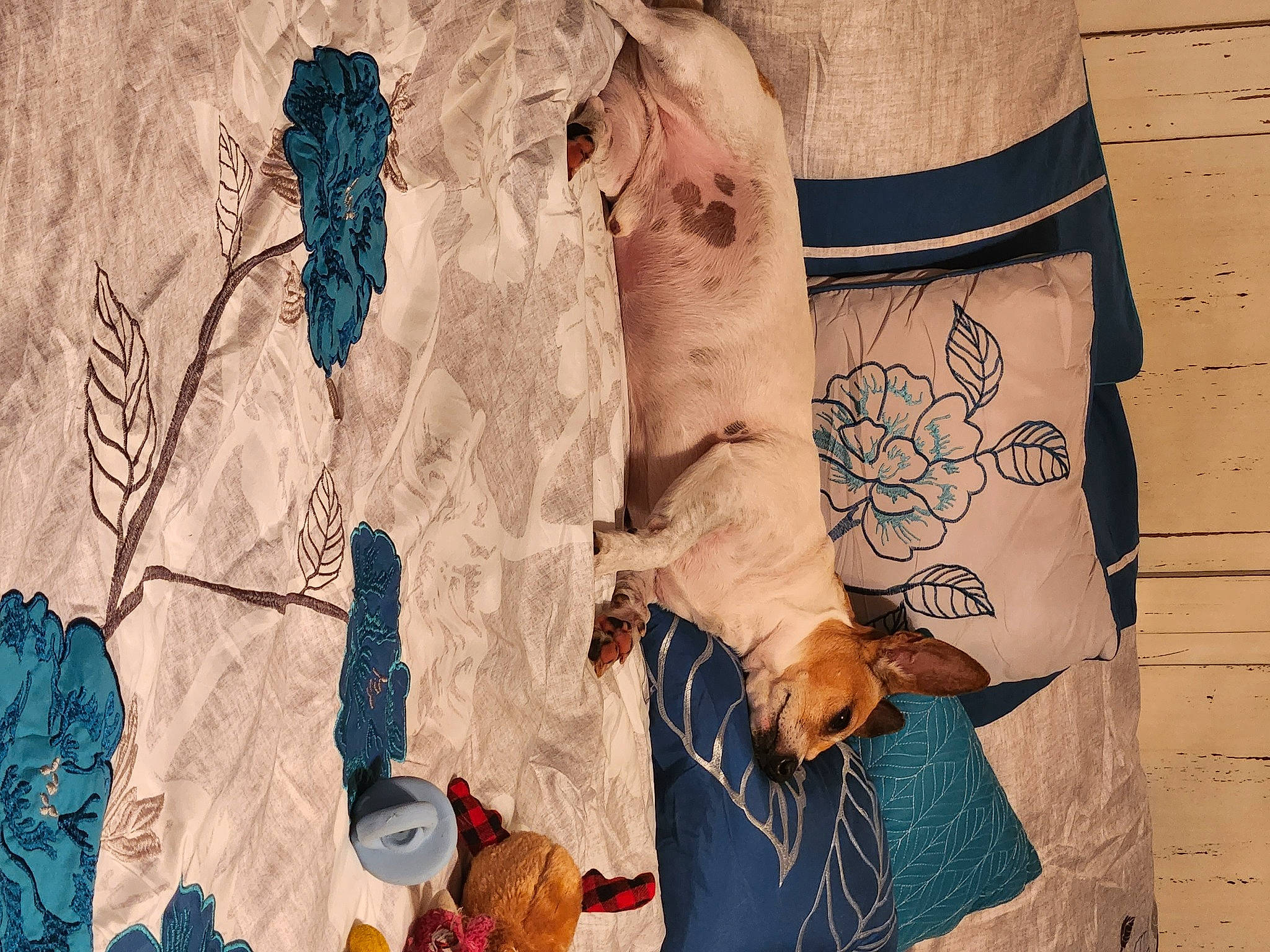 Petey is registered to the contest to win money with this photo: art, dress, finger, flower, hand, human_leg, illustration, linens, pattern, peach, plant, sleeve, t_shirt, textile, tree, trunk, visual_arts, waist, wall, wood