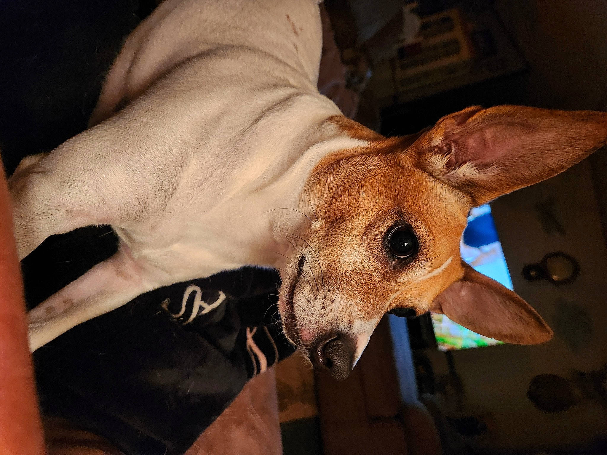 Petey joined the competition — help win amazing prizes! canidae, carnivore, collar, companion_dog, dog, dog_breed, dog_collar, dog_supply, ear, fashion_accessory, fawn, fur, jaw, sighthound, snout, sporting_group, terrestrial_animal, toy_dog, whiskers, working_animal