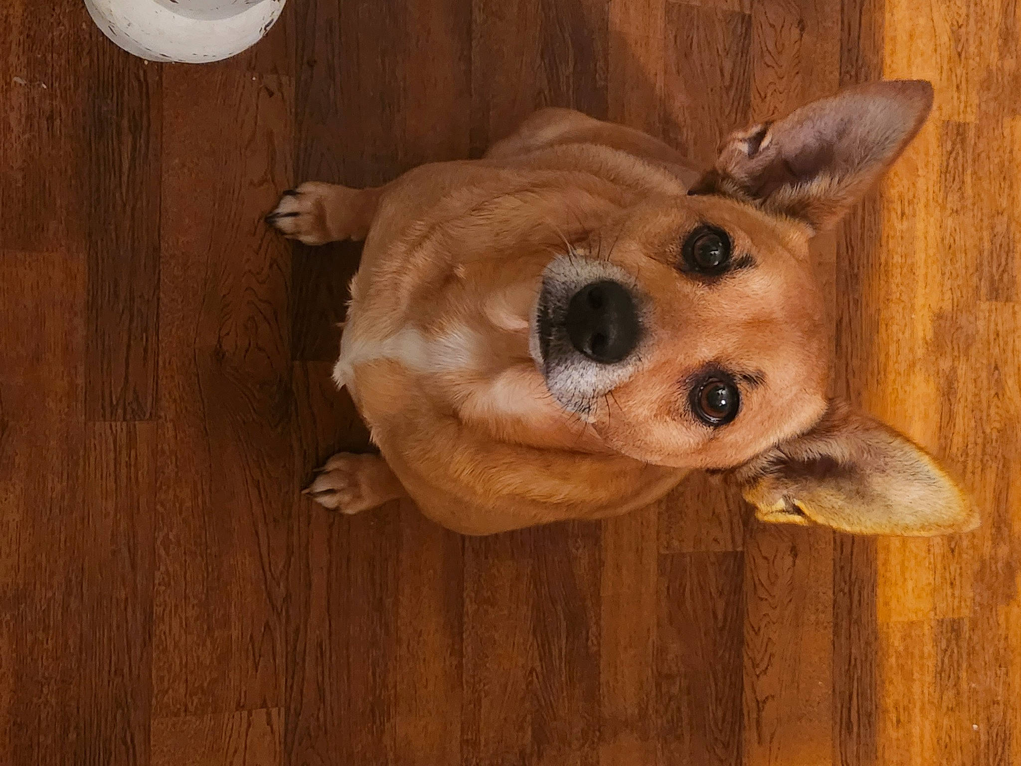 Bella joined the competition — help win amazing prizes! canidae, carnivore, companion_dog, dog, dog_breed, ear, eye, fawn, flooring, fur, hardwood, paw, plywood, sporting_group, tail, terrestrial_animal, whiskers, wood, wood_stain, working_animal