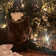 Zuri is registered to the contest to win money with this photo: cat, christmas_tree, lights, festive, decorations, cozy, holiday, fur, pet, indoor, curious, animal, whiskers, tree_branches, soft, ornaments, closeup, brown, cute, night