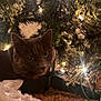 cat, christmas_tree, lights, festive, decorations, cozy, holiday, fur, pet, indoor, curious, animal, whiskers, tree_branches, soft, ornaments, closeup, brown, cute, night