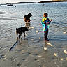 beach, casual_clothing, child, dog, footprints, leisure, nature, outdoor, pets, play, recreation, reflection, sand, shore, shoreline, sky, sunlight, tide, vacation, water
