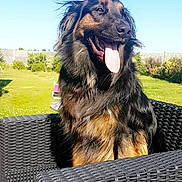 Nougat a rejoint le concours — aidez-le/la à gagner de superbes lots ! dog, outdoor, chair, pet, happy, tongue_out, sunny, garden, greenery, wicker_chair, black_fur, brown_fur, canine, summer, daylight, animal, sitting, portrait, nature, domestic_animal