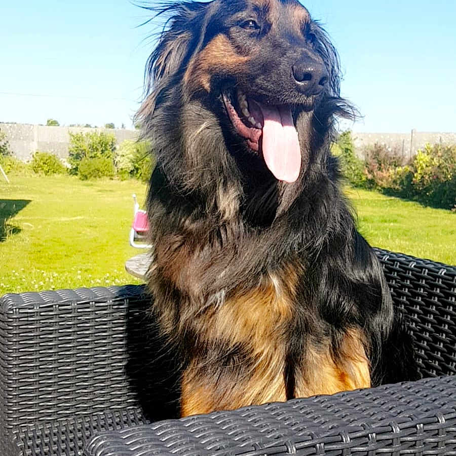Nougat a rejoint le concours — aidez-le/la à gagner de superbes lots ! dog, outdoor, chair, pet, happy, tongue_out, sunny, garden, greenery, wicker_chair, black_fur, brown_fur, canine, summer, daylight, animal, sitting, portrait, nature, domestic_animal