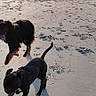 Nougat participe au concours pour gagner de l'argent avec cette photo : animal, beach, child, dog, dogs, fun, happy, house, leisure, nature, outdoor, pet, playing, running, sand, shadow, sky, sunlight, sunset, trees