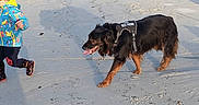 Nougat a rejoint le concours — aidez-le/la à gagner de superbes lots ! animal, beach, casual_clothing, child, coast, daytime, dog, harness, nature, outdoor, playful, rocks, running, sand, shadow, shoreline, sky, sunlight, trees, water