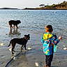 Nougat a rejoint le concours — aidez-le/la à gagner de superbes lots ! animal, beach, boy, casual, child, coast, daytime, dog, footprints, leash, nature, outdoor, play, raincoat, reflection, sand, sea, shoreline, sky, water