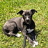 Rosie is registered to the contest to win money with this photo: puppy, dog, black_and_white, grass, leash, outdoor, pet, young_dog, sunlight, animal, canine, cute, lying_down, nature, playful, collar, alert, summer, friendly, closeup