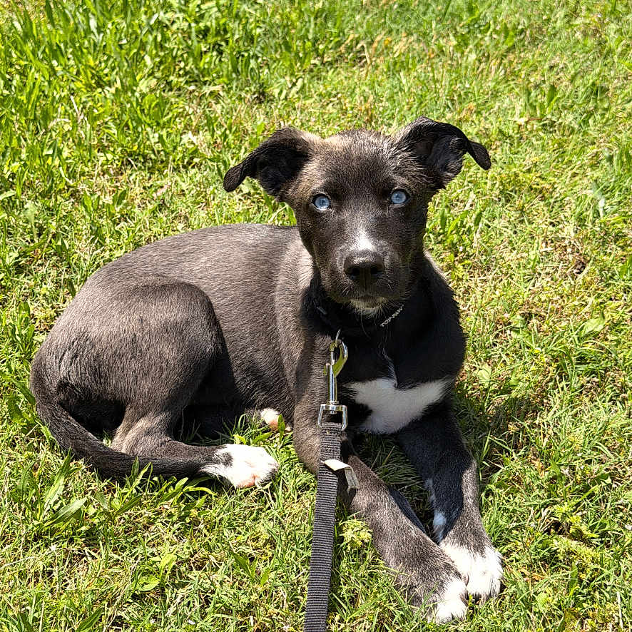 Rosie